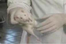 Телезрителей возмутил показ на Первом канале опыта над лабораторной крысой