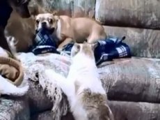 Кот затерроризировал французского бульдога