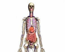 Новый сервис Google — путеводитель по телу человека