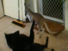 Собака против кенгуру: кто кого?