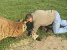 Фермер спас маленькую альпаку из барсучьей норы