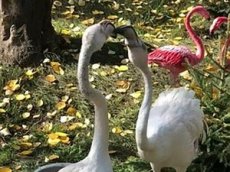 В барнаульском зоопарке сняли танец фламинго