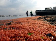 Тысячи креветок окрасили пляж в красный цвет