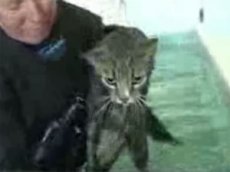 Парализованного кота заново учат ходить