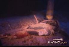 В Красном море найдены останки дайвера