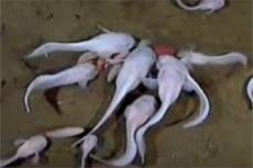 Ученые засняли самых глубоководных рыб на планете