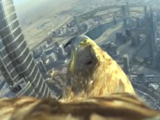 Полет орла с самого высокого здания в мире