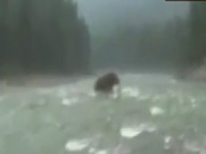 В Сибири засняли живого «мамонта»