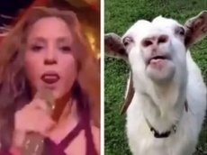 Выступление Шакиры на Супербоуле стало главным мемом соцсетей