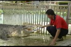 В тайваньском зоопарке буддисты успешно укрощают строптивых крокодилов