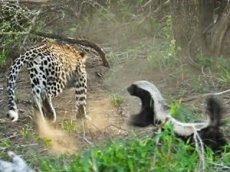 Cхватка барсука с леопардом попала на видео