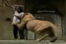 Во время фотосета для журнала лев напал на актрису