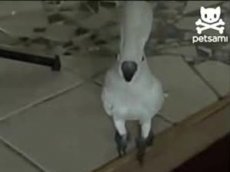 Попугай научился лаять
