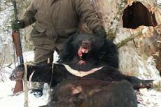 Зверские методы охоты богачей на сибирских медведей