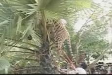 Тигрицу спасли от толпы охотников