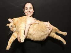 Самый толстый кот в мире