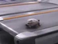 Черепашонка на беговой дорожке сняли на видео