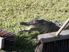 В Австралии из канализации вылез … крокодил!