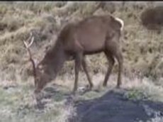 Олень напал на фотографа