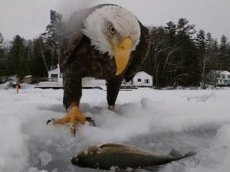 Белоголовый орлан ограбил рыбака