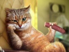 Кот устроил пир в аэропорту Владивостока, сожрав деликатесов на 60 тысяч рублей