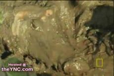 Во время съемок программы "Мир животных" ведущая едва не осталась без руки