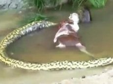 Гигантская анаконда сожрала корову