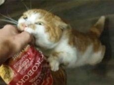 Жадный кот Борис стал звездой Интернета