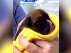 Британская семья клонировала умершего пса за 100 тысяч долларов