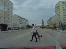 Собака перешла дорогу на задних лапах и стала звездой интернета