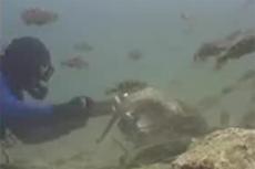 Осьминог украл видеокамеру у аквалангиста