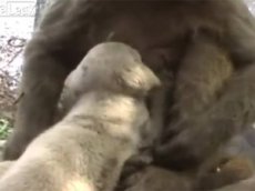 В индийском зоопарке обезьянка выкармливает щенка