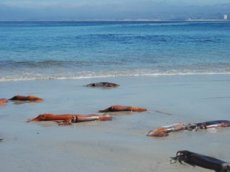 Нашествие кальмаров-самоубийц в Калифорнии