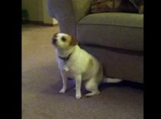 Собака стала звездой Интернета, танцуя под песни Эминема