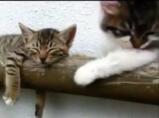 Ролик о том, как котенок будит братика набрал на YouTube 500 тыс просмотров