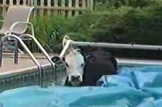 Корове не дали поплавать «по-человечески»