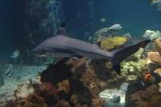 Непорочное зачатие в акульем семействе