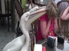 Пеликаны напали на посетительницу кафе