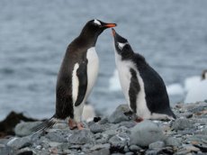 Пингвины подрались из-за рюкзака с техникой