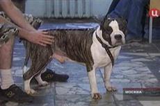 Бультерьер насмерть загрыз свою 92-летнюю хозяйку