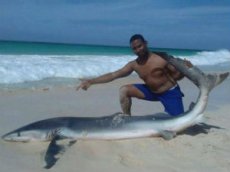 На пляже курортного города акулу убили ради селфи