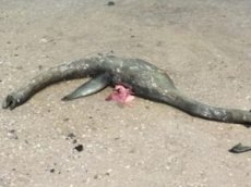 Туристы нашли на пляже тело неизвестного морского чудовища