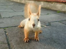 Похотливая белка страстно полюбила видеокамеру