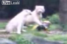 В зоопарке Сингапура тигры растерзали уборщика