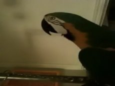 Попугай, который ругается матом на английском языке