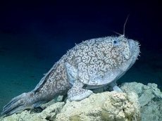 Ученые сняли на видео рыбу, использующую плавники как ноги