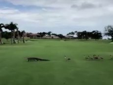 В Сети появилось видео «погони» гусей за аллигатором