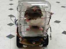 Ученые научили крыс водить автомобиль