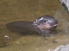Сеть взорвало видео плавающего детеныша карликового бегемота