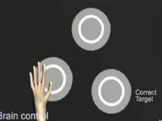 Ученые научили обезьян управлять компьютером усилием мысли